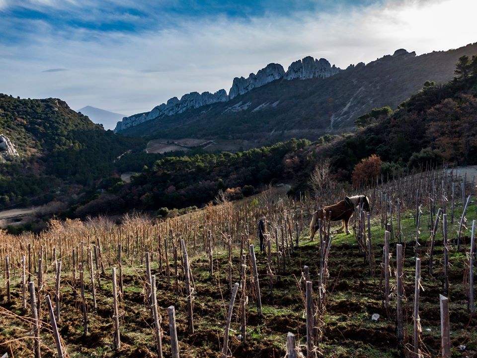 colloque Cheval en vigne