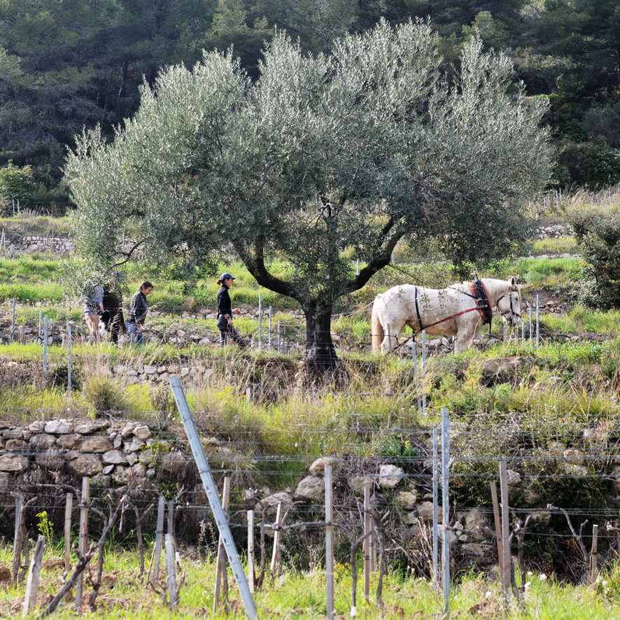 colloque Cheval en vigne le 19 juillet 2021