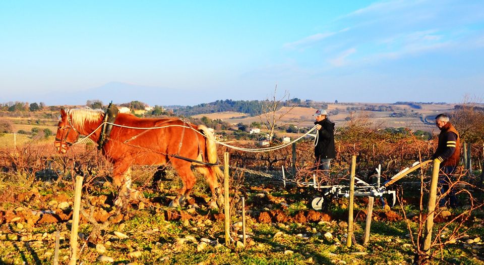 colloque Cheval en vigne : complémentarité énergie cheval tracteur