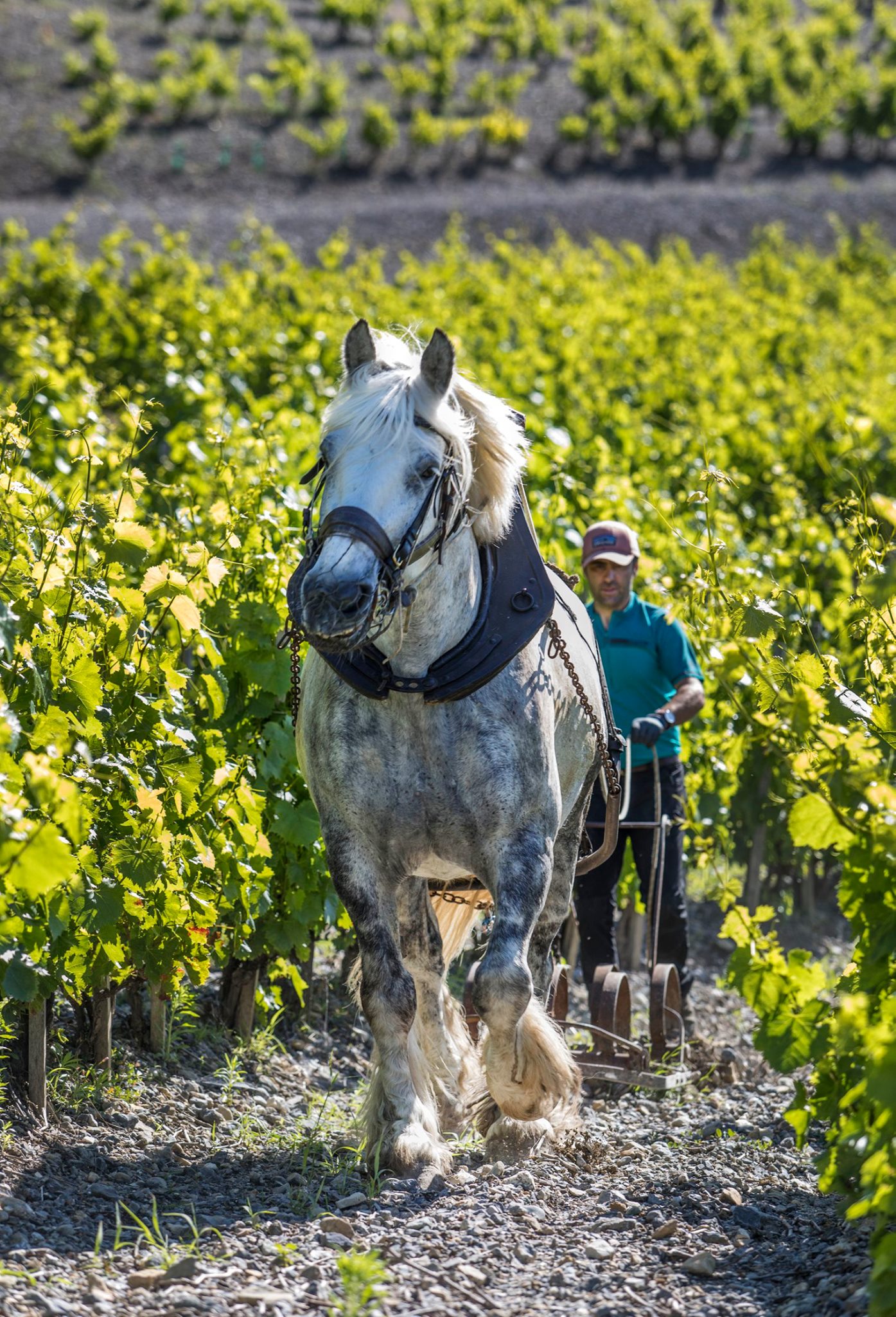 démonstration cheval en vigne