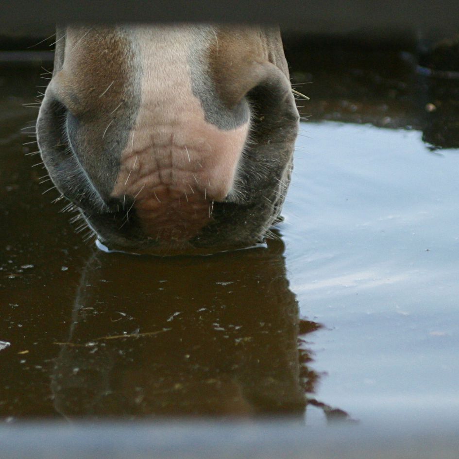 17h Conférence : Gestion de l’eau dans la filière équine