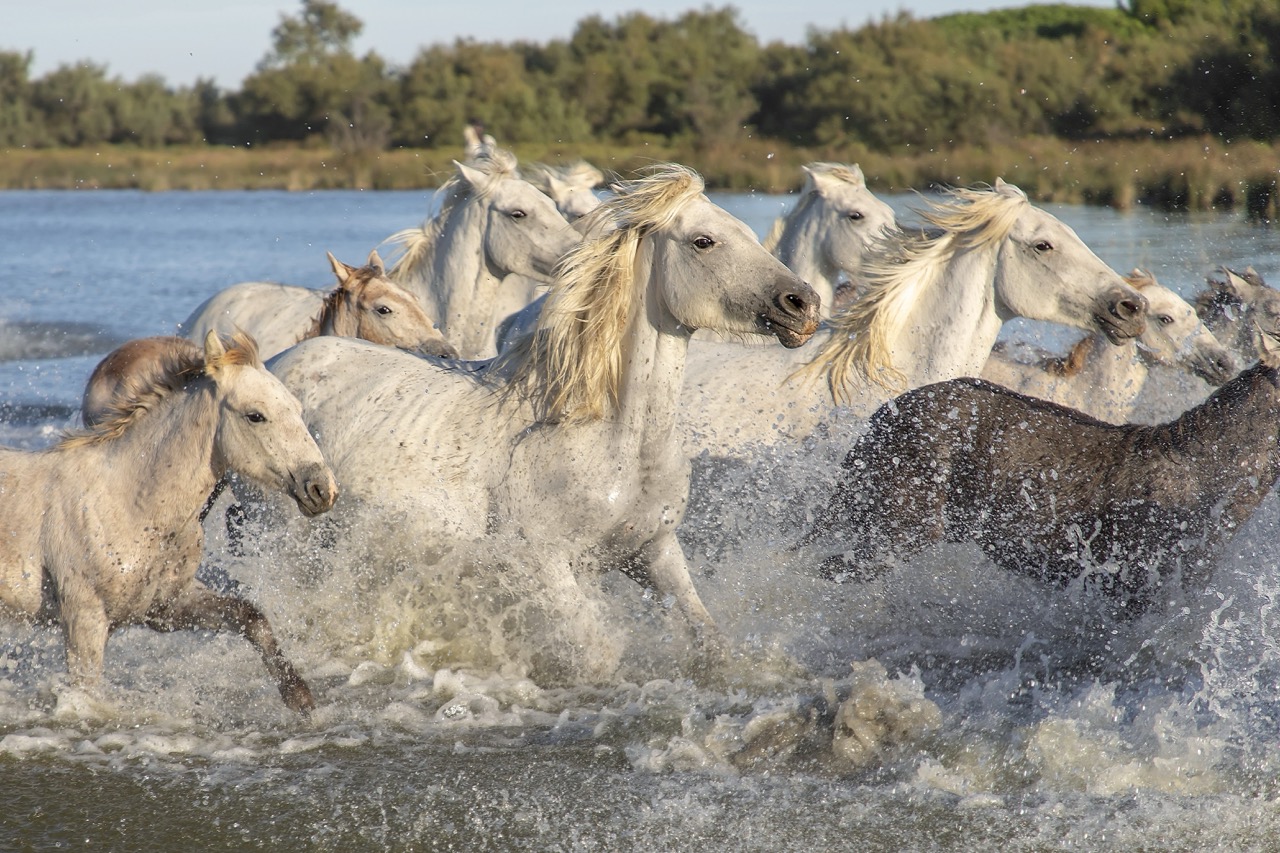camargue 1